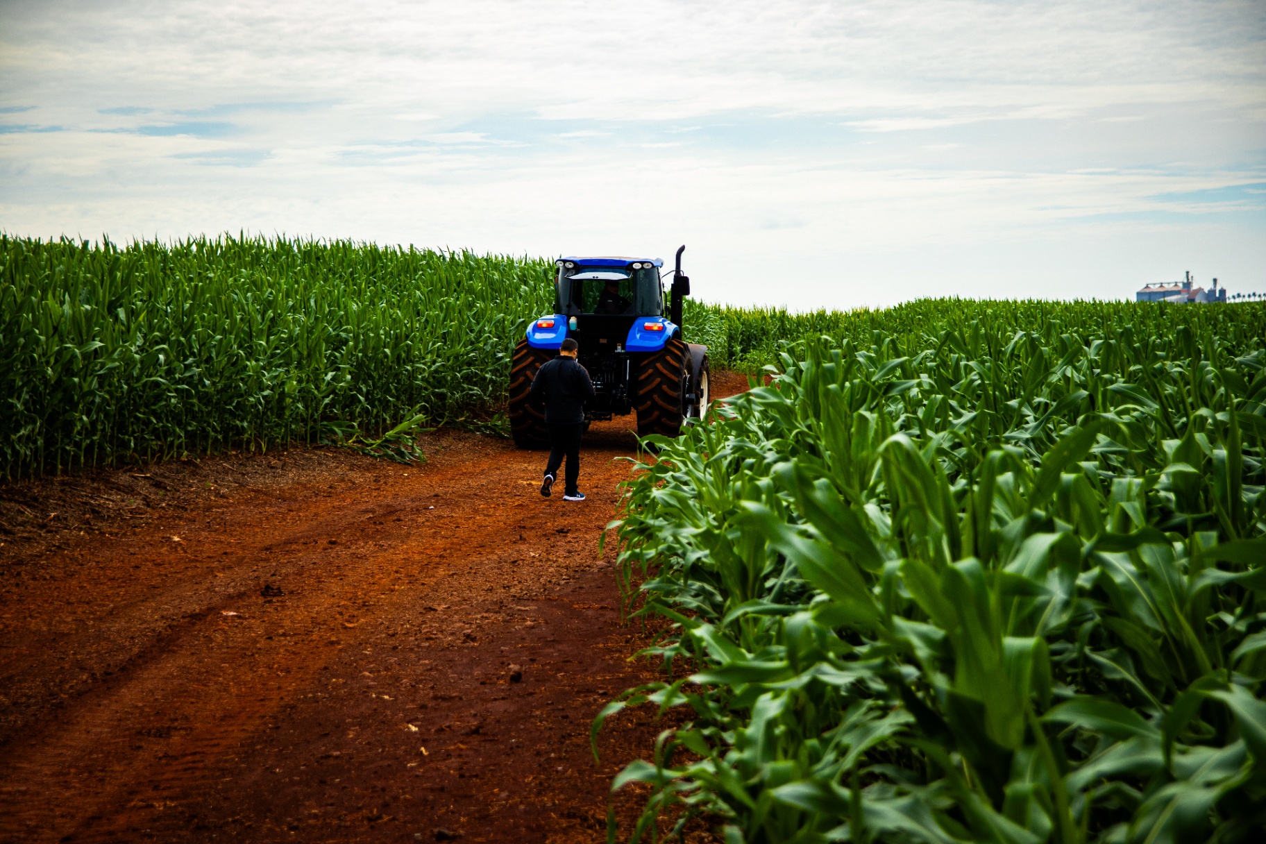 Trator azul em meio a um milharal com estrada de terra vermelha